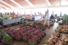The Market in Port Vila